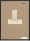 Diatomeae indet. Zeichnungen Sammlung Grunow Nr. 1441 (NHMW-BOT-W0368428)